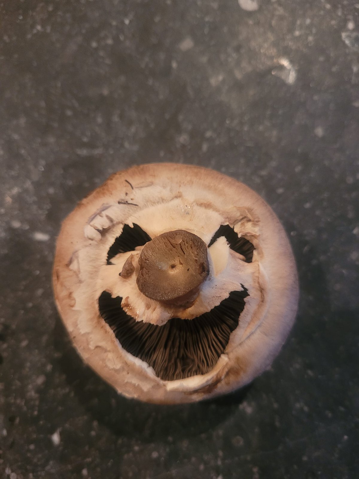 This Is Pareidolia (19 pics)