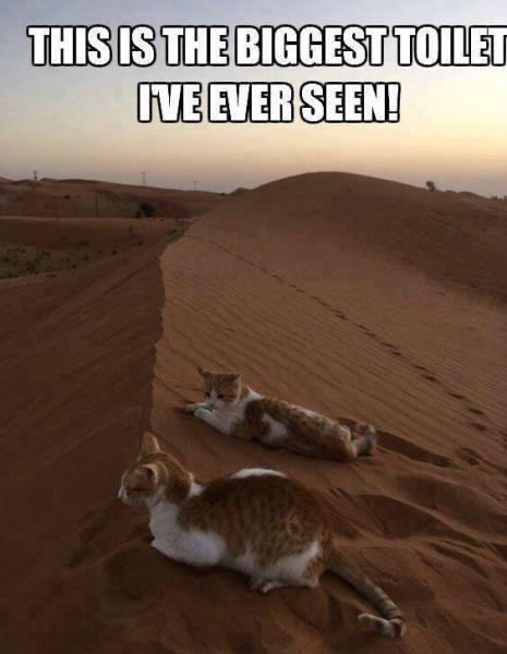 Daily Pictures. Part 2 (63 pics)
