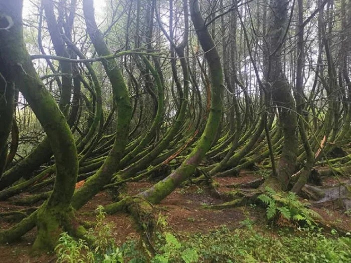 Unusual Finds In The Forests (24 pics)