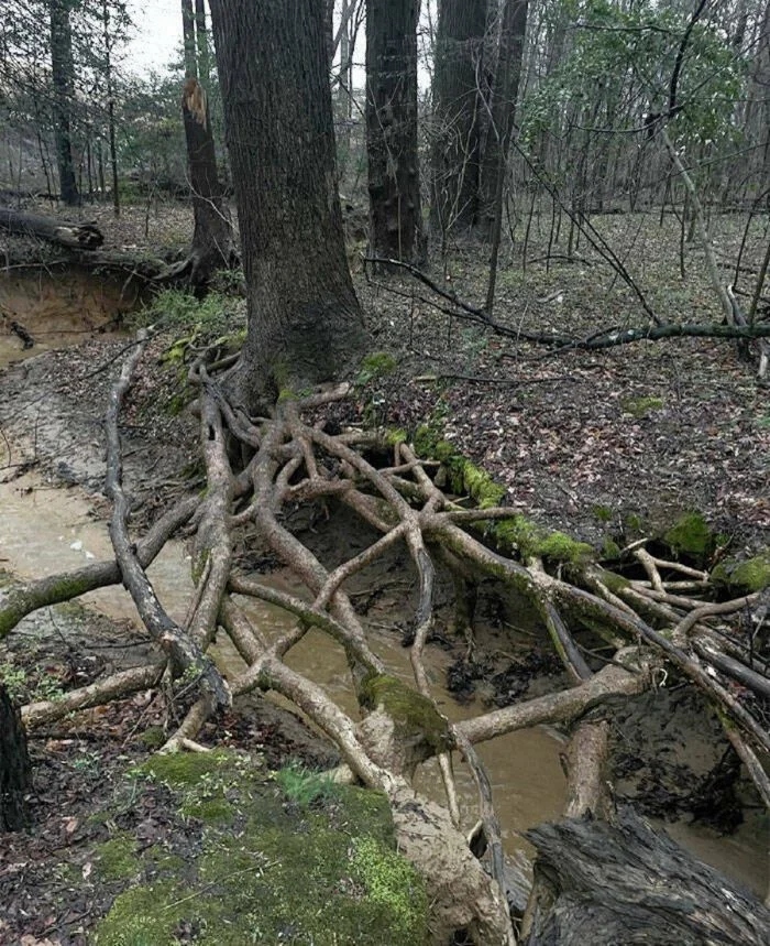 Unusual Finds In The Forests (24 pics)