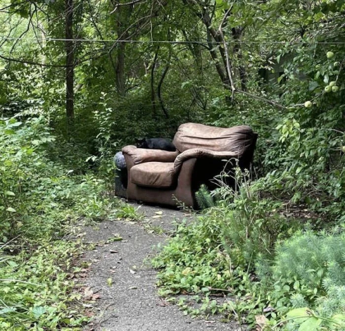 Unusual Finds In The Forests (24 pics)