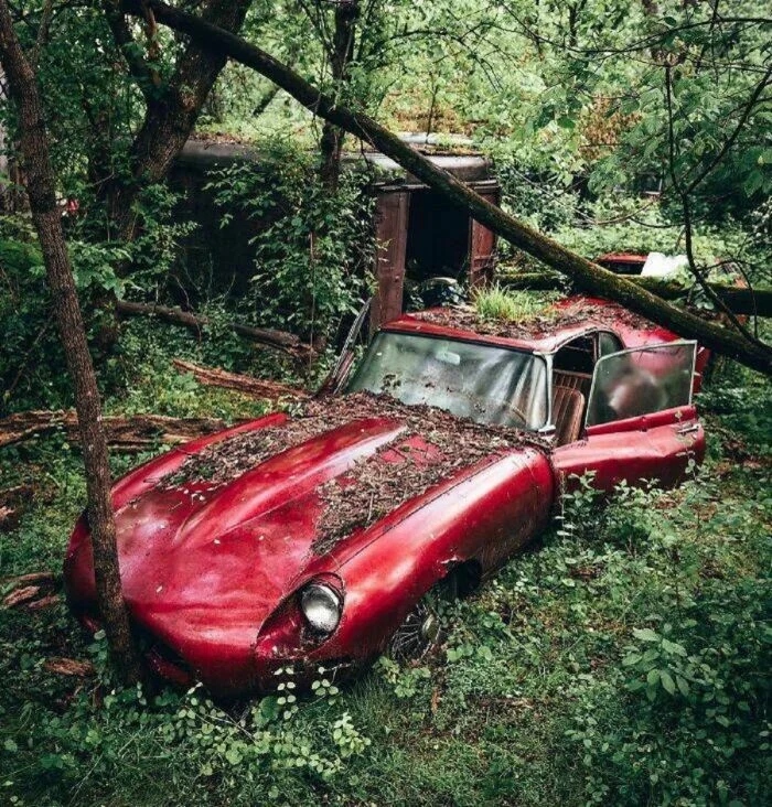 Unusual Finds In The Forests (24 pics)