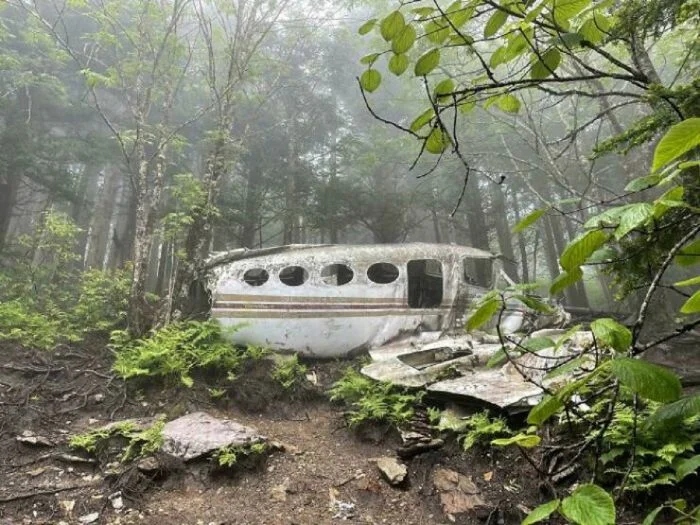Unusual Finds In The Forests (24 pics)