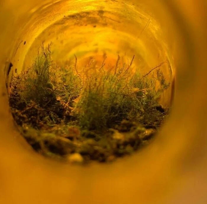 Unusual Finds In The Forests (24 pics)