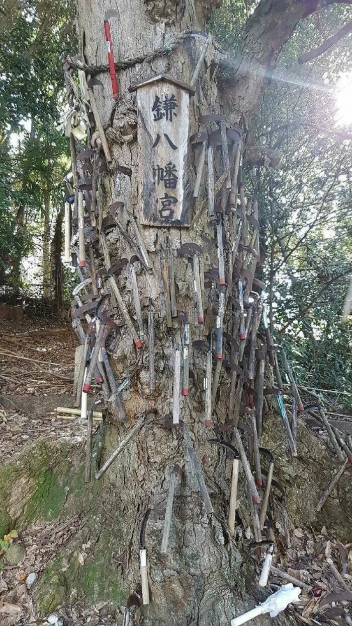 Unusual Finds In The Forests (24 pics)