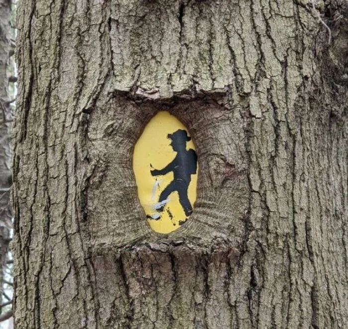 Unusual Finds In The Forests (24 pics)