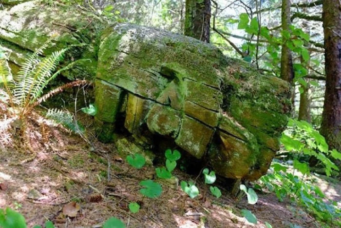 Unusual Finds In The Forests (24 pics)