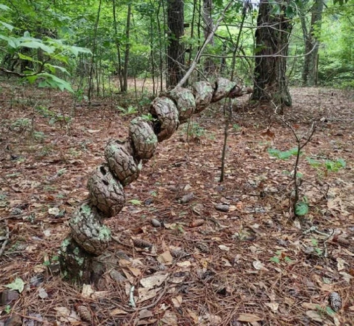 Unusual Finds In The Forests (24 pics)