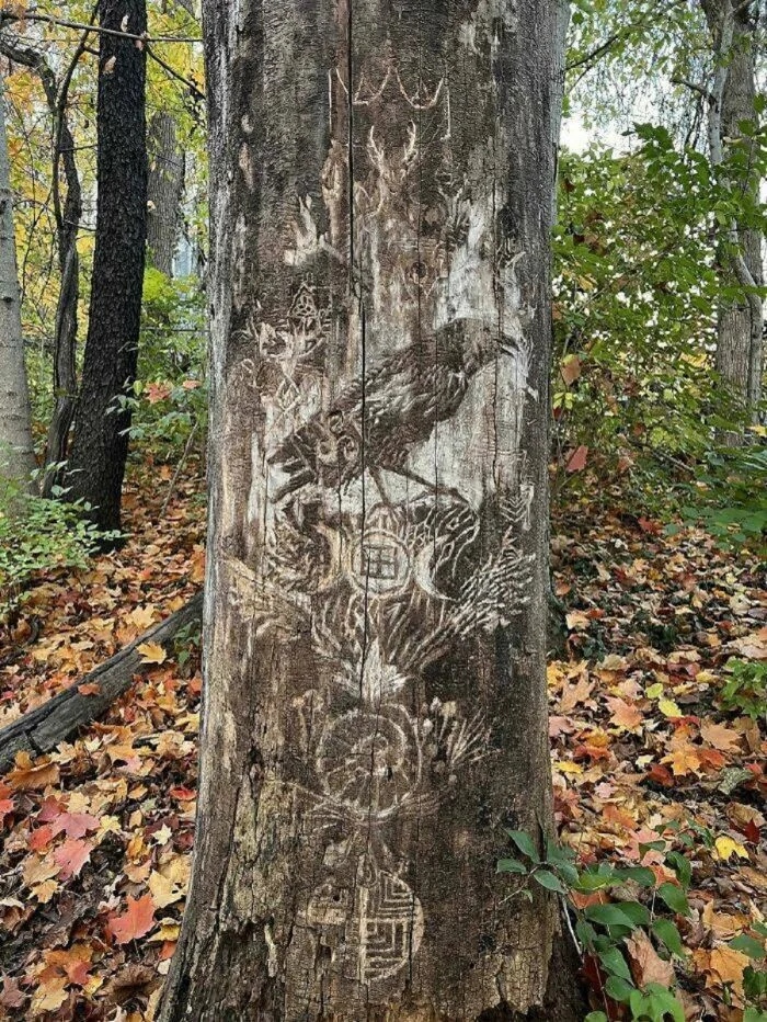 Unusual Finds In The Forests (24 pics)