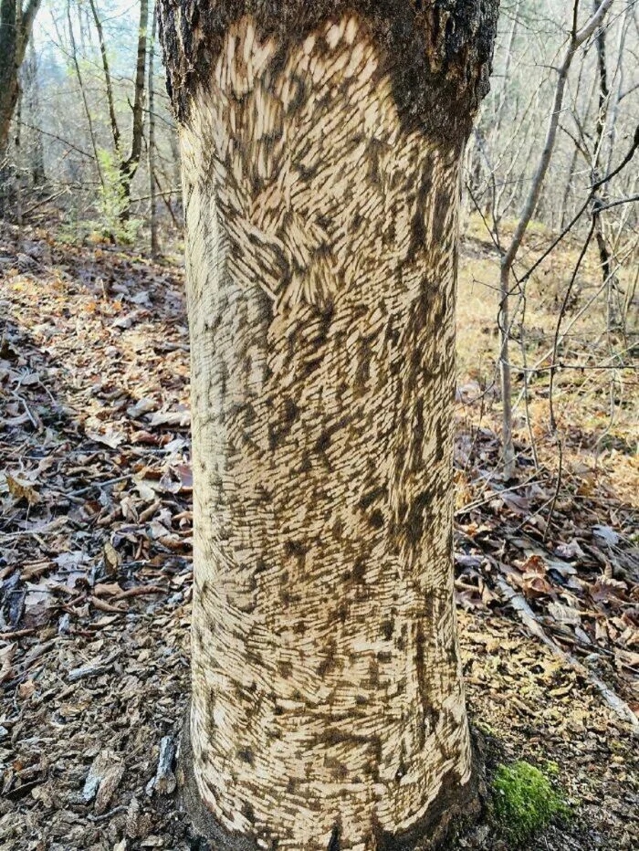 Unusual Finds In The Forests (24 pics)