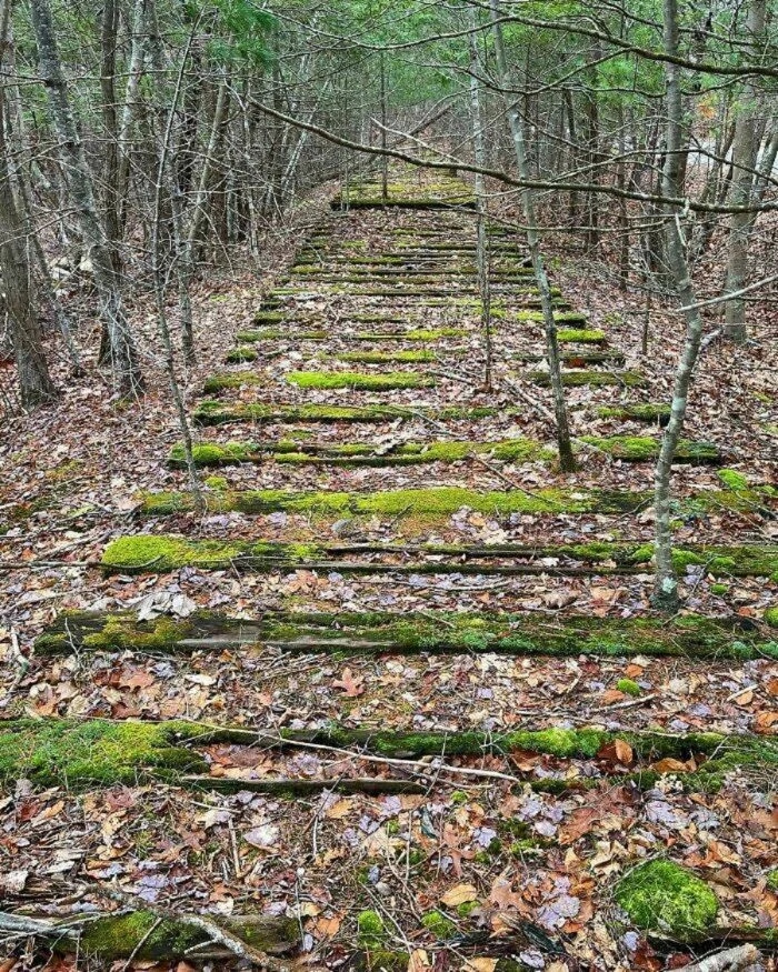 Unusual Finds In The Forests (24 pics)