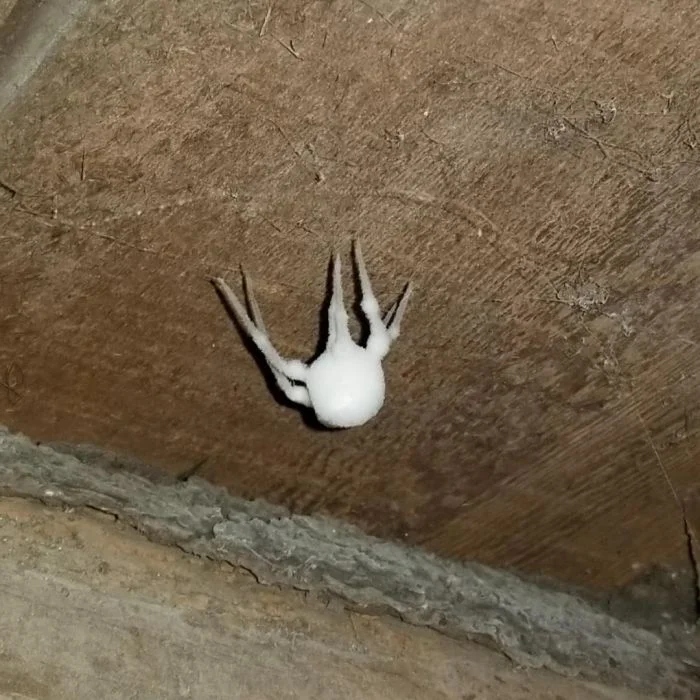 Creepy Finds In Basements (23 pics)