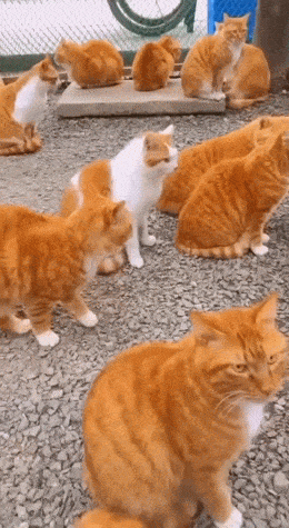 Acid GIFs, April 23 (25 gifs)