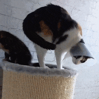 Acid GIFs, April 24 (25 gifs)