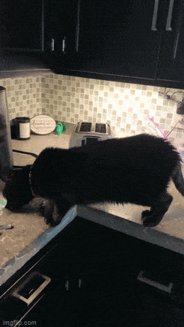Acid GIFs, April 24 (25 gifs)