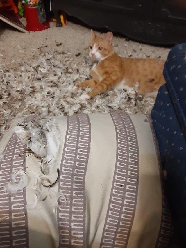 Furry Criminals (17 pics)