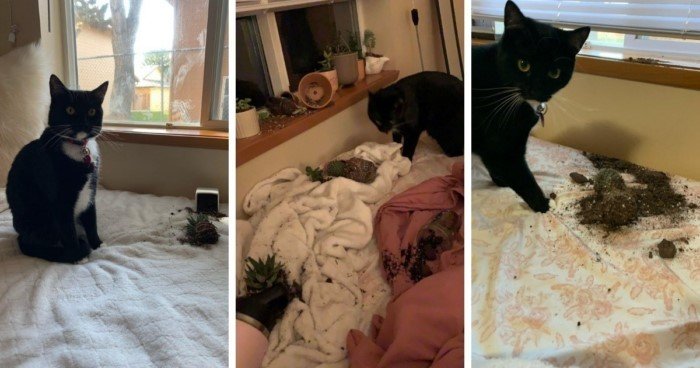 Furry Criminals (17 pics) Furry Criminals (17 pics)