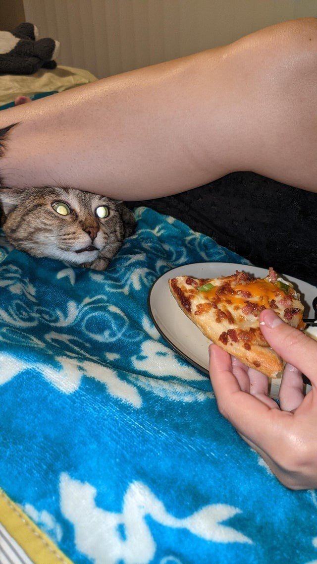 Furry Criminals (17 pics) Furry Criminals (17 pics)
