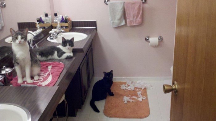 Furry Criminals (17 pics) Furry Criminals (17 pics)
