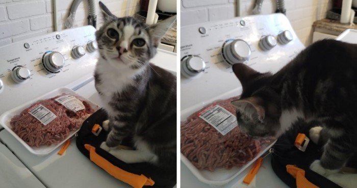 Furry Criminals (17 pics) Furry Criminals (17 pics)