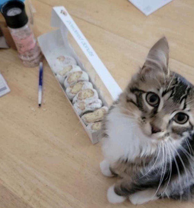 Furry Criminals (17 pics) Furry Criminals (17 pics)