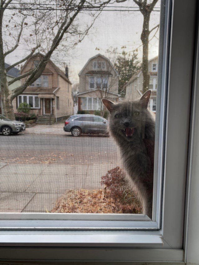 Furry Criminals (17 pics) Furry Criminals (17 pics)