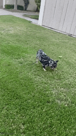 Acid GIFs, April 27 (25 gifs) Acid GIFs, April 27 (25 gifs)
