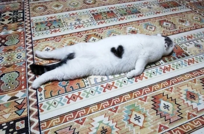 Funny Cats (19 pics) Funny Cats (19 pics)