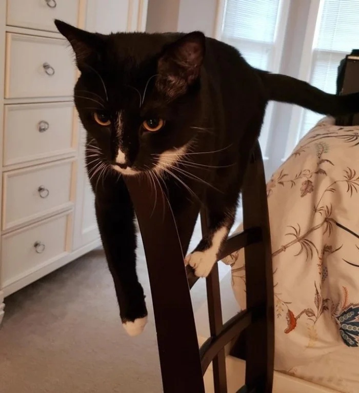 Funny Cats (19 pics) Funny Cats (19 pics)