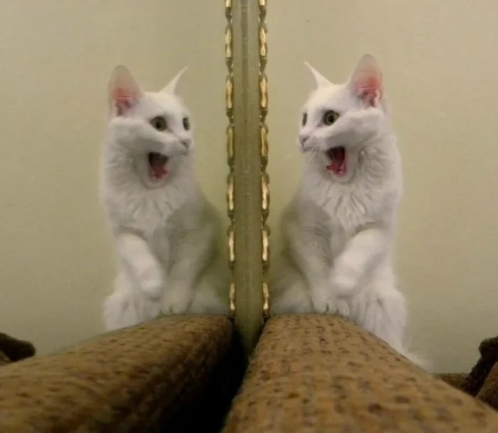 Funny Cats (19 pics) Funny Cats (19 pics)
