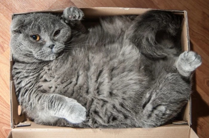 Funny Cats (19 pics) Funny Cats (19 pics)