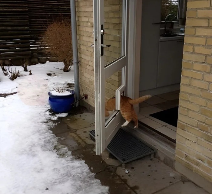 Funny Cats (19 pics) Funny Cats (19 pics)