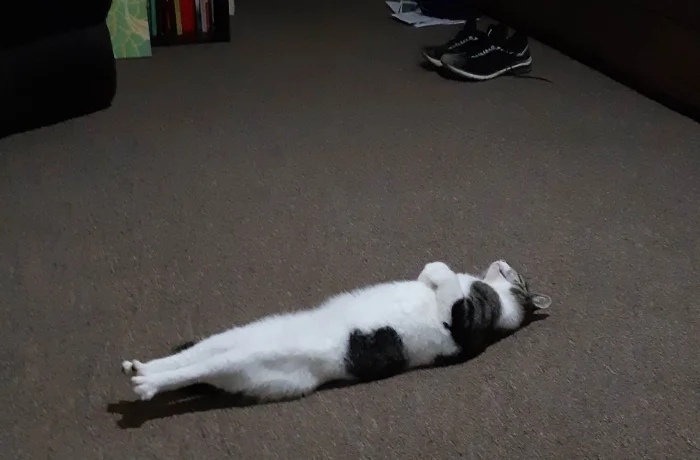 Funny Cats (19 pics) Funny Cats (19 pics)