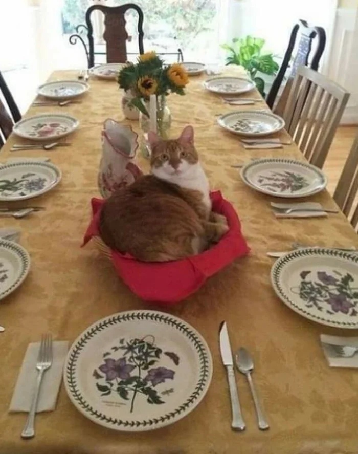 Funny Cats (19 pics) Funny Cats (19 pics)
