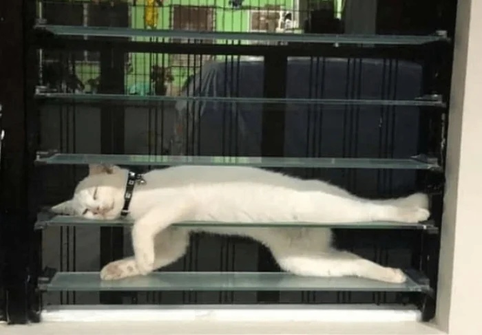 Funny Cats (19 pics) Funny Cats (19 pics)
