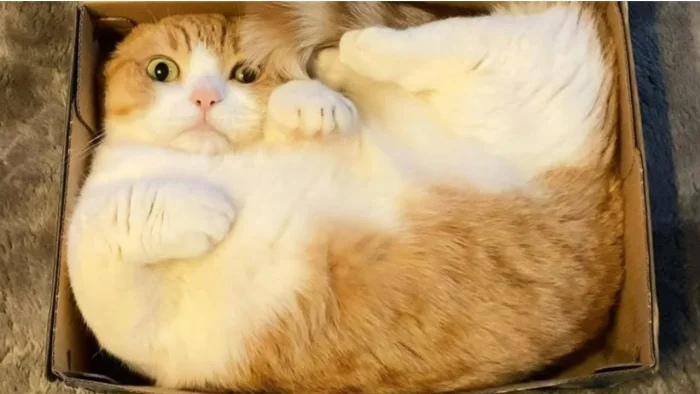 Funny Cats (19 pics) Funny Cats (19 pics)