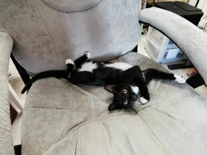 Funny Cats (19 pics) Funny Cats (19 pics)