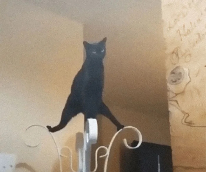 Funny Cats (19 pics) Funny Cats (19 pics)