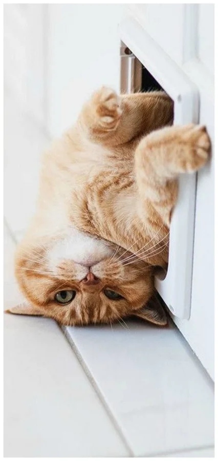 Funny Cats (19 pics) Funny Cats (19 pics)
