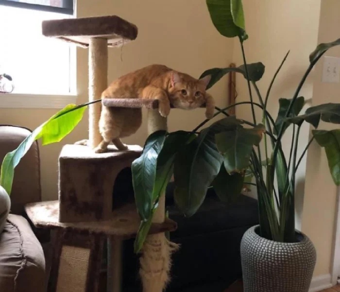 Funny Cats (19 pics)