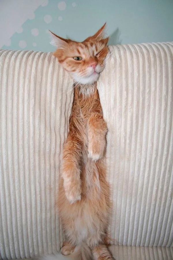 Funny Cats (19 pics) Funny Cats (19 pics)