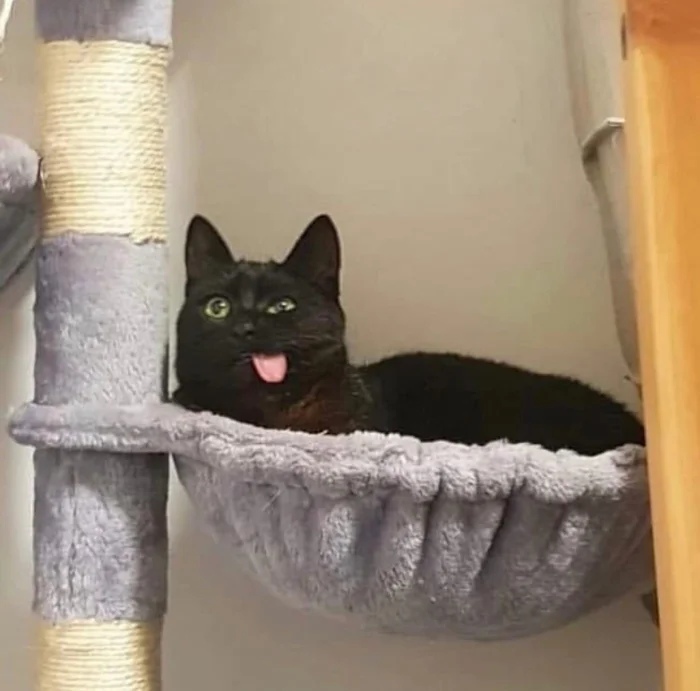 Funny Cats (19 pics) Funny Cats (19 pics)