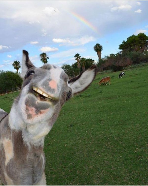 Funny Photobombs (14 pics)
