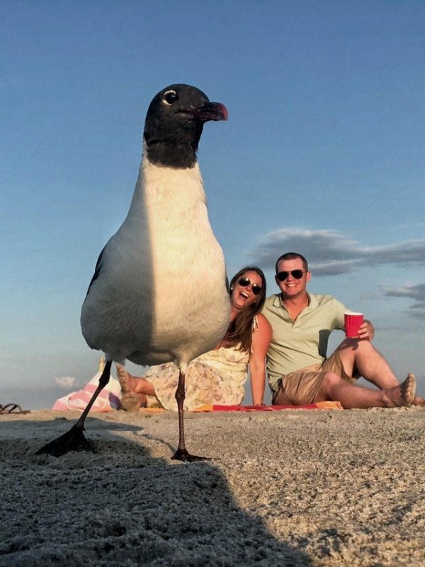 Funny Photobombs (14 pics)