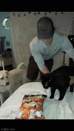 Acid GIFs, April 29 (25 gifs)