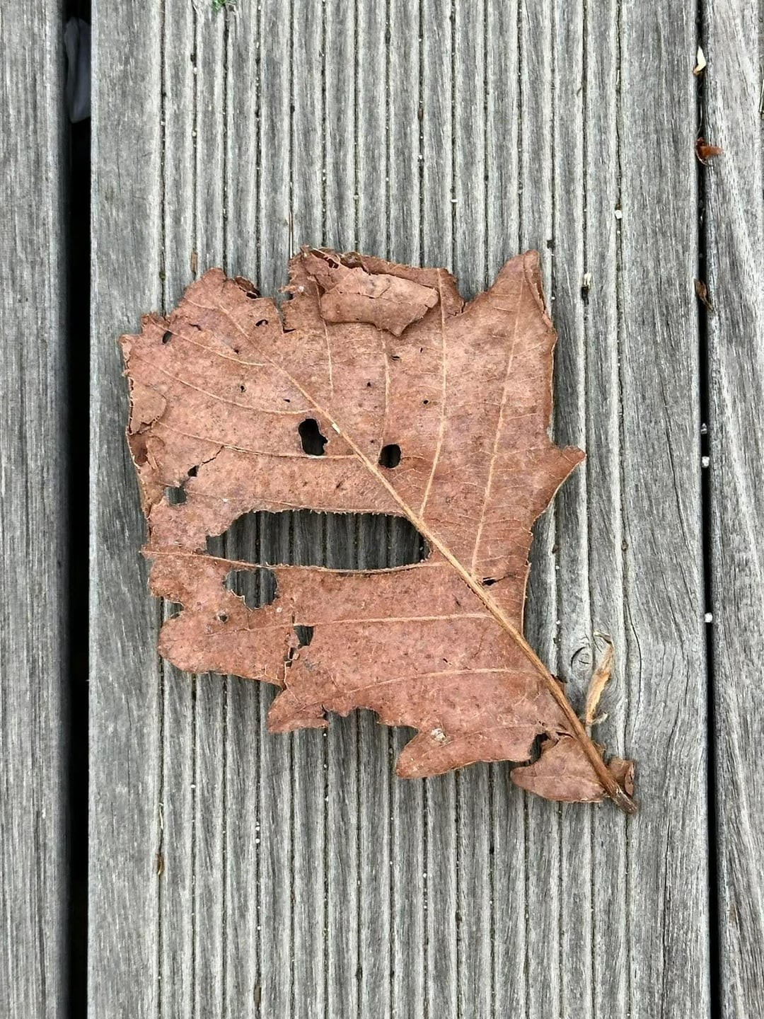 This Is Pareidolia (25 pics) This Is Pareidolia (25 pics)