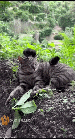 Acid GIFs, April 30 (25 gifs)