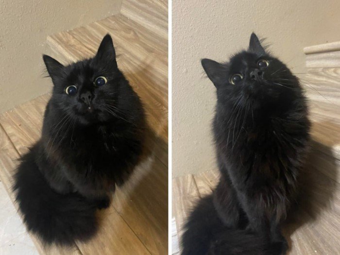 Funny Black Cats (16 pics) Funny Black Cats (16 pics)