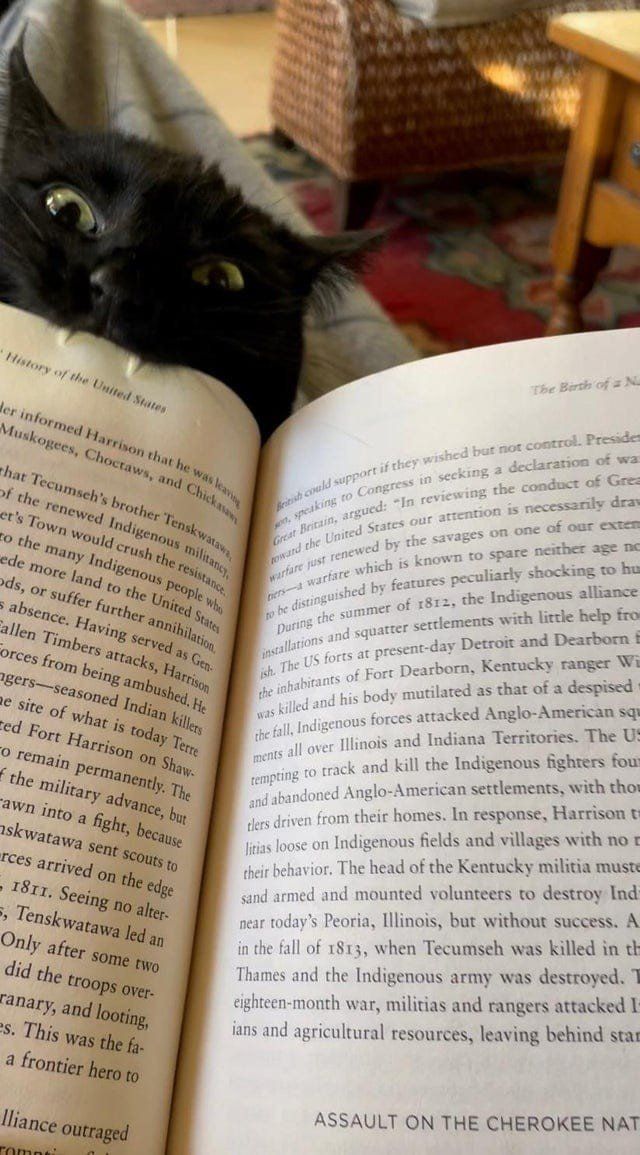 Funny Black Cats (16 pics) Funny Black Cats (16 pics)