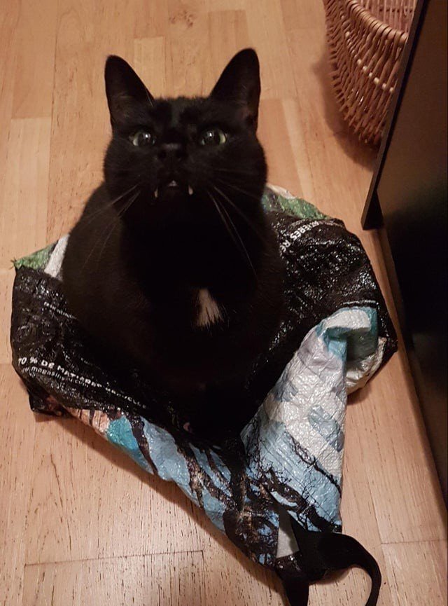 Funny Black Cats (16 pics) Funny Black Cats (16 pics)